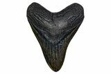 Fossil Megalodon Tooth - South Carolina #357373-1